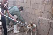 واکسیناسیون بیش از 600قلاده سگ در شهرستان بم